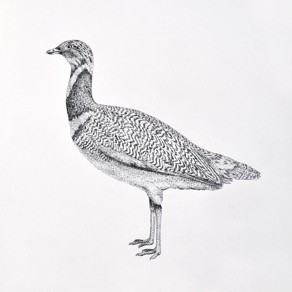 Pen Illustration of a bird